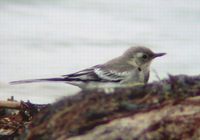 Fig. 10. Citrine Wagtail : 노랑머리할미새