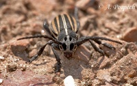 Dorcadion scopolii