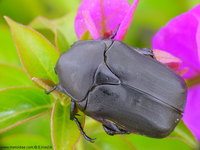 Protaetia cretica