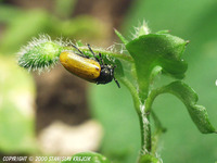 Labidostomis longimana