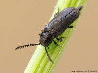 Drilus concolor