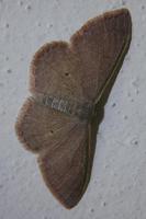 Idaea eugeniata