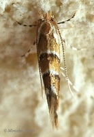 Cameraria ohridella - Horse-chestnut Leafminer