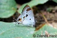 Chliaria othona