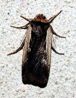 Ochropleura plecta - Flame Shoulder