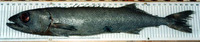 Ruvettus pretiosus, Oilfish: fisheries, gamefish