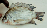 Sarotherodon tournieri tournieri, :