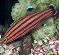Liopropoma rubre, Peppermint bass: aquarium