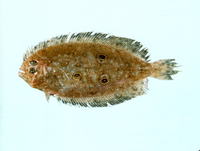 Pseudorhombus spinosus, Spiny flounder: fisheries
