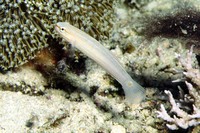 Amblygobius decussatus, Orange-striped goby: aquarium