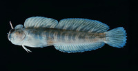 Istiblennius zebra, Zebra blenny: aquarium