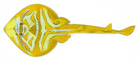 Trygonorrhina fasciata, Southern fiddler: fisheries, gamefish, aquarium
