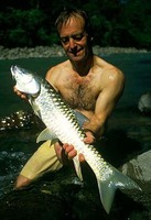 Tor putitora, Golden mahseer: fisheries, aquaculture, gamefish, aquarium