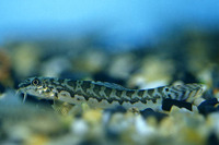 Acanthocobitis botia, Mottled loach: