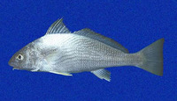 Umbrina galapagorum, GalÃ¡pagos drum: fisheries