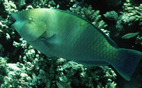 Scarus ferrugineus, Rusty parrotfish: fisheries