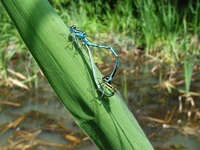 Coenagrion puella - Azure Damselfly