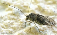 Psococerastis gibbosa