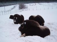 Image of: Ovibos moschatus (muskox)