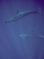 Image of: Pseudorca crassidens (false killer whale)