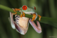 Agalychnis callidryas - Red-eyed Tree Frog