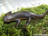 Taricha granulosa - Rough-skinned Newt