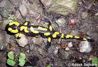 Salamandra salamandra salamandra