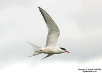 Sterna hirundo - Common Tern