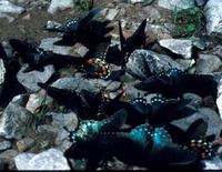 Image of: Battus philenor (pipevine swallowtail)