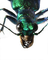 Image of: Cicindela sexguttata