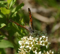 Image of: Lycaena phlaeas