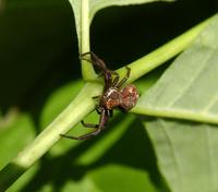 Image of: Thomisidae (crab spiders)