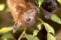 Pteropus lylei - Lyle's Flying Fox