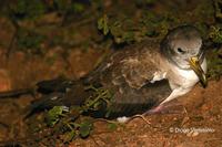 Image of: Calonectris diomedea (Cory's shearwater)