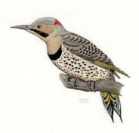 Image of: Colaptes auratus (northern flicker)