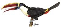 Image of: Ramphastos tucanus (white-throated toucan)
