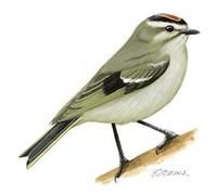 Image of: Regulus satrapa (golden-crowned kinglet)