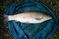 Ctenopharyngodon idella - grass carp