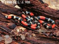 Image of: Micrurus lemniscatus