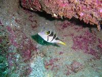 Canthigaster valentini - Banded Toby