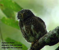 Collared Owlet - Glaucidium brodiei