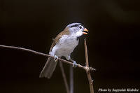 Grey-headed Parrotbill - Paradoxornis gularis