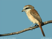 Brown Shrike - Lanius cristatus