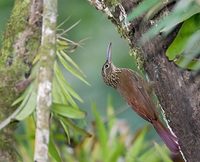 Cocoa Woodcreeper (Xiphorhynchus guttatus) photo