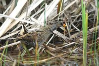 Spotted Crake - Porzana porzana