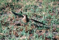 Collared Pratincole - Glareola pratincola