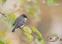 Eastern Phoebe (Sayornis phoebe) photo