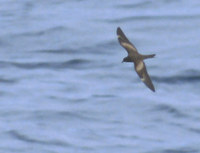 Matsudaira's Storm-Petrel (Oceanodroma matsudairae) photo