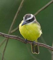 Boat-billed Flycatcher (Magarynchus pitangua) photo