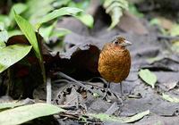 Giant Antpitta (Grallaria gigantea) photo